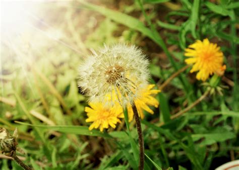 dandelion images free|More.